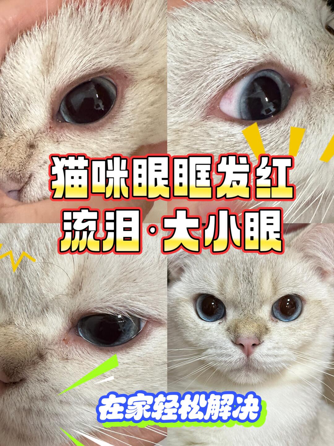 看到很多人发关于猫咪眼睛发炎的求助帖