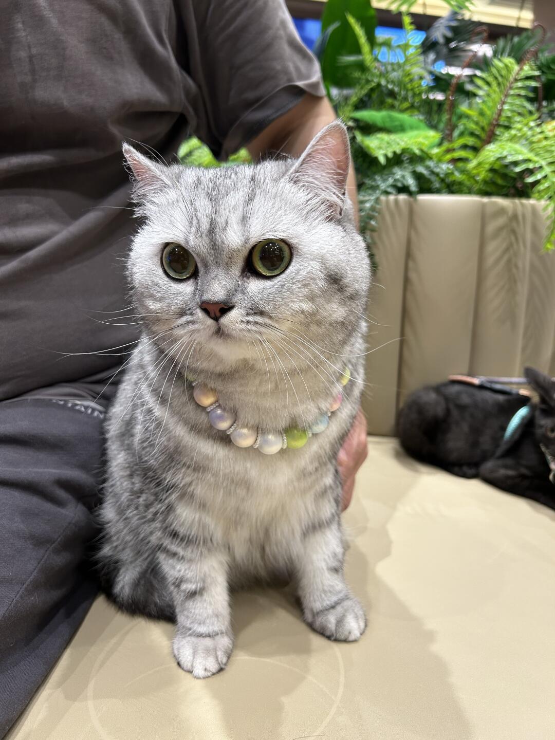 去大宁音乐广场遛猫咯～