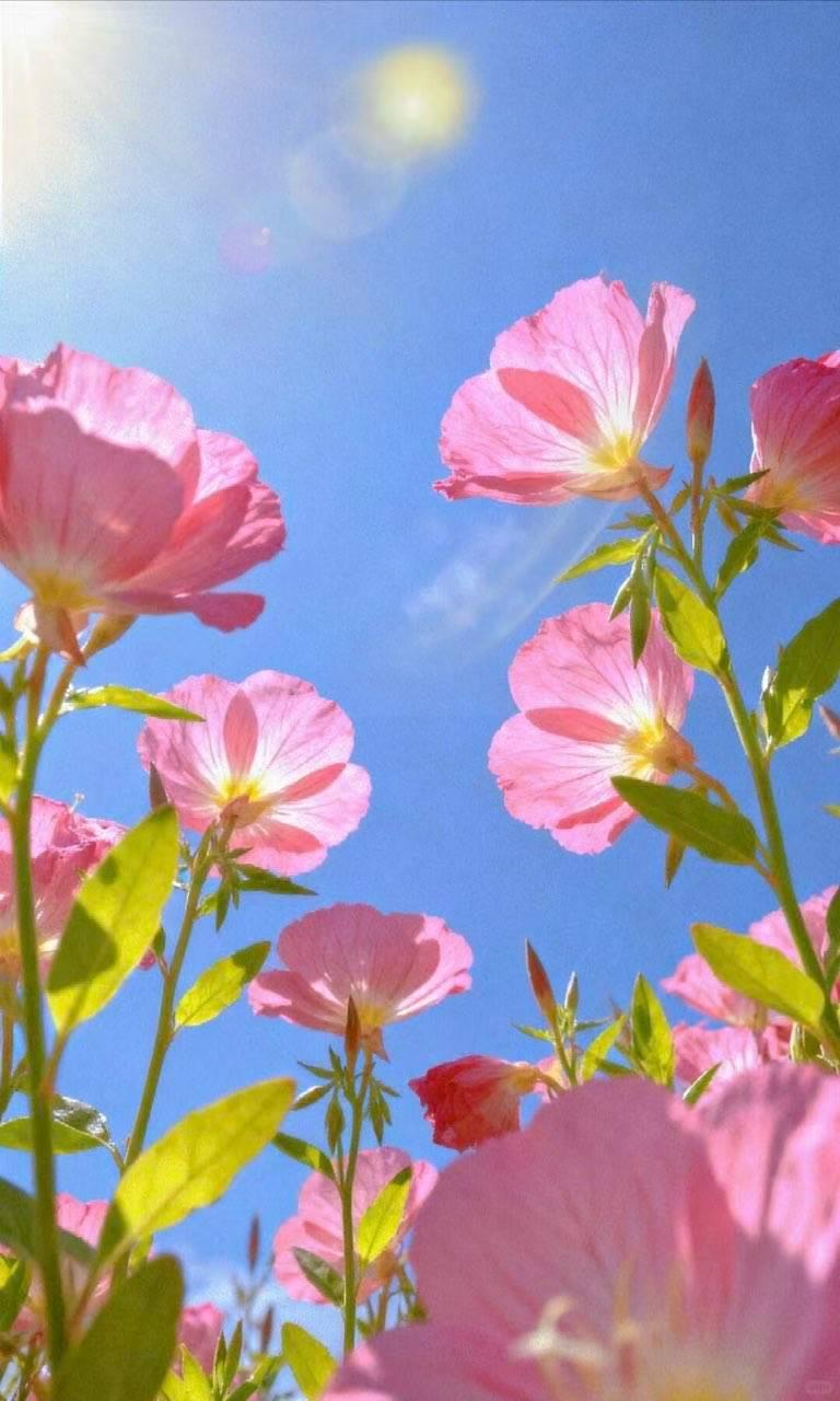阳光下的粉色花朵，绽放出生命的美好！🌸🌞