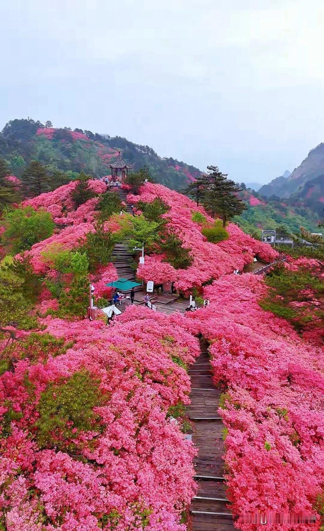 五一小长假渐近，想必大家都按捺不住出游的心。恰逢人间四月天，麻城看杜鹃，我的家乡