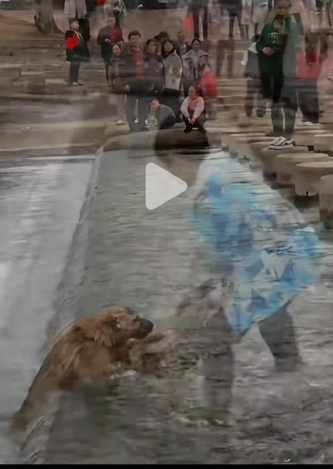 狗狗落水后怎么也趴不上来，引来了许多人围观。直到小男孩出现，他连鞋都顾不上脱就走