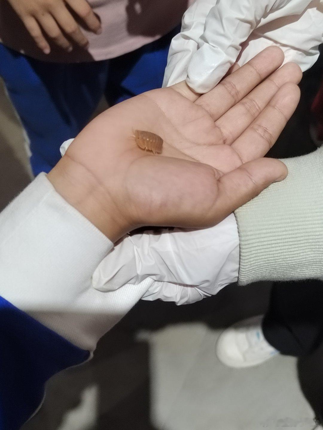 奇妙的生物圈动物科普在我们身边，有许多看似不起眼却充满趣味的小生物，鼠妇就是其