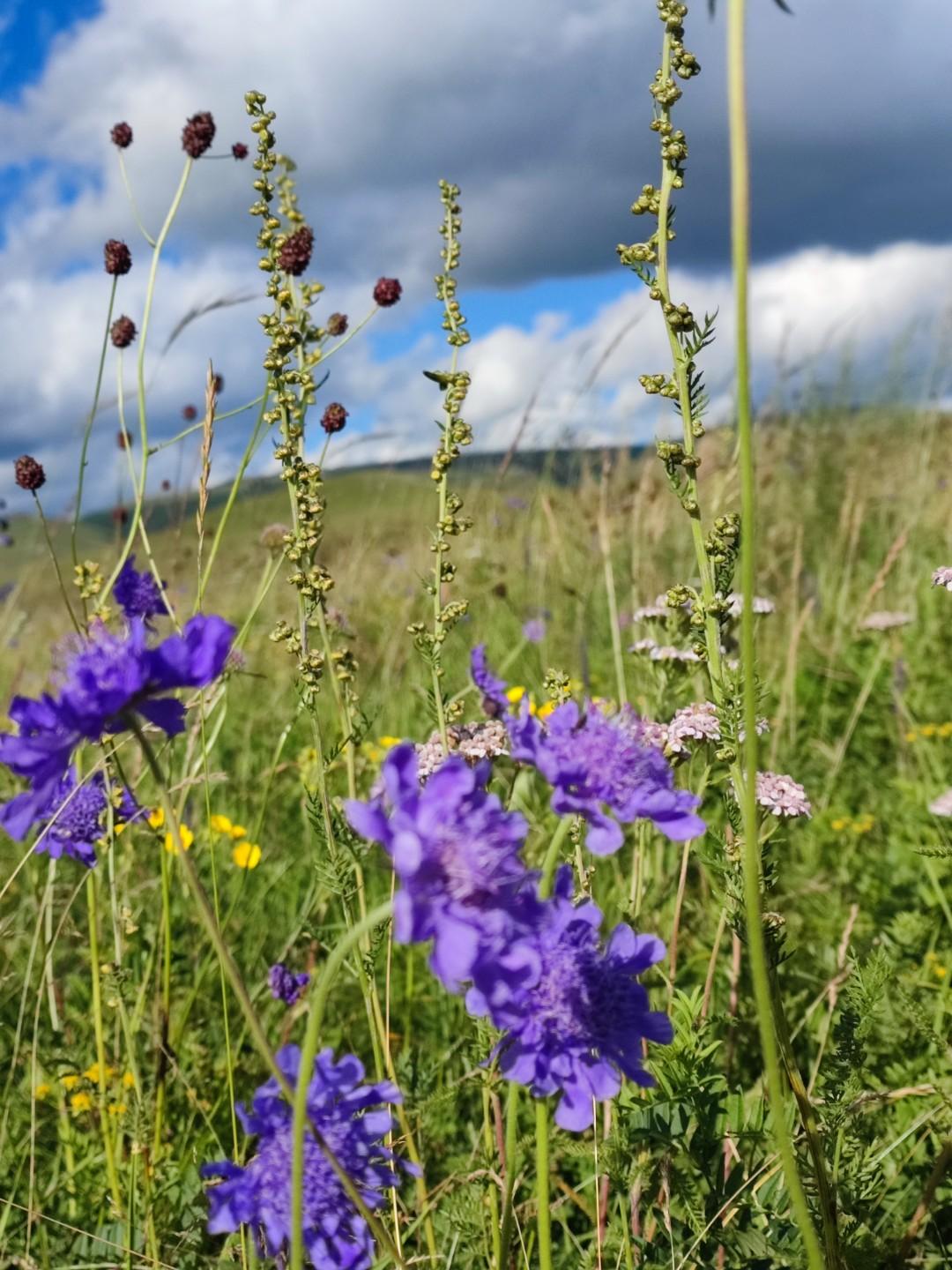 走进草原，远离了繁华，感觉走进了世外桃源。纯天然的自然风景，让你不得不感叹大自然