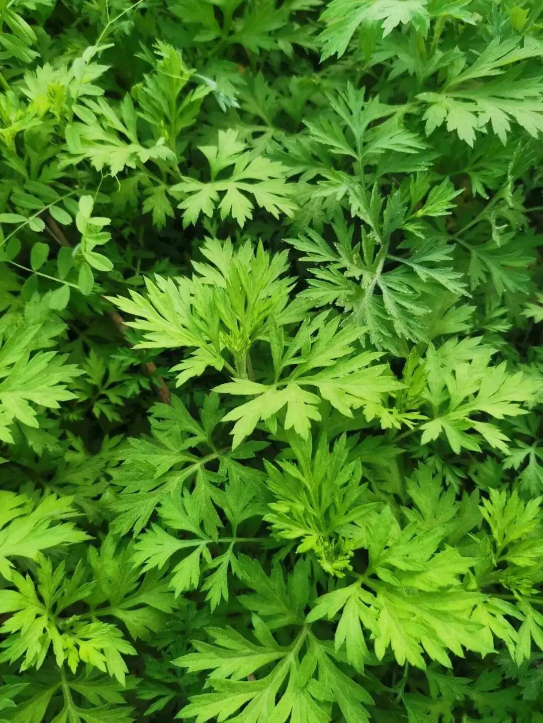 艾叶的妙用总纲：艾叶，味苦辛、性温，入脾、肝、肾经，核心功效：温经散寒、理气血、