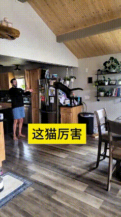这视频我翻来覆去看了十好几遍，这小猫咪就站在凳子边边上，直接朝着主人怀里蹦。它心