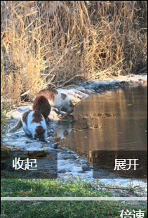 结冰的汉江上有猫在走