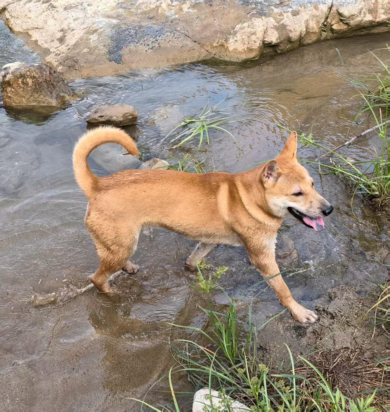 我家的中华田园犬“布丁”，刚到我家的时候，有点儿不太懂规矩。后来，我们“教育