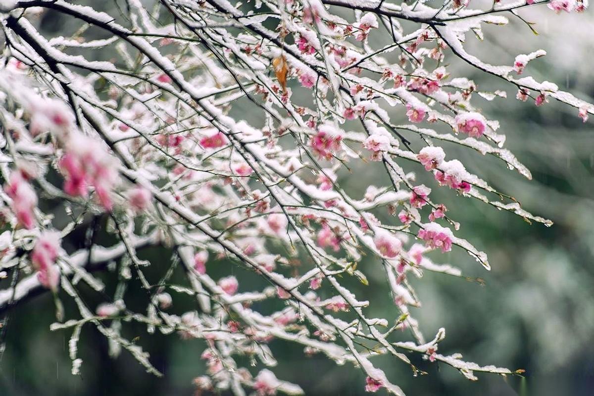 你的牙，其实已经不是长在骨头里了。是浮在那些已经发炎、萎缩、甚至化脓的牙龈烂肉