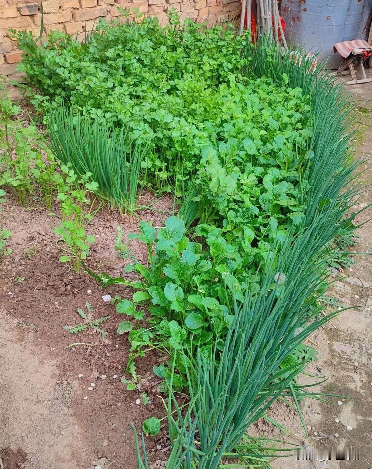 谁说种菜必须晒太阳！9种耐阴蔬菜，光照越少长势越旺不少人总说自家北向阳台、