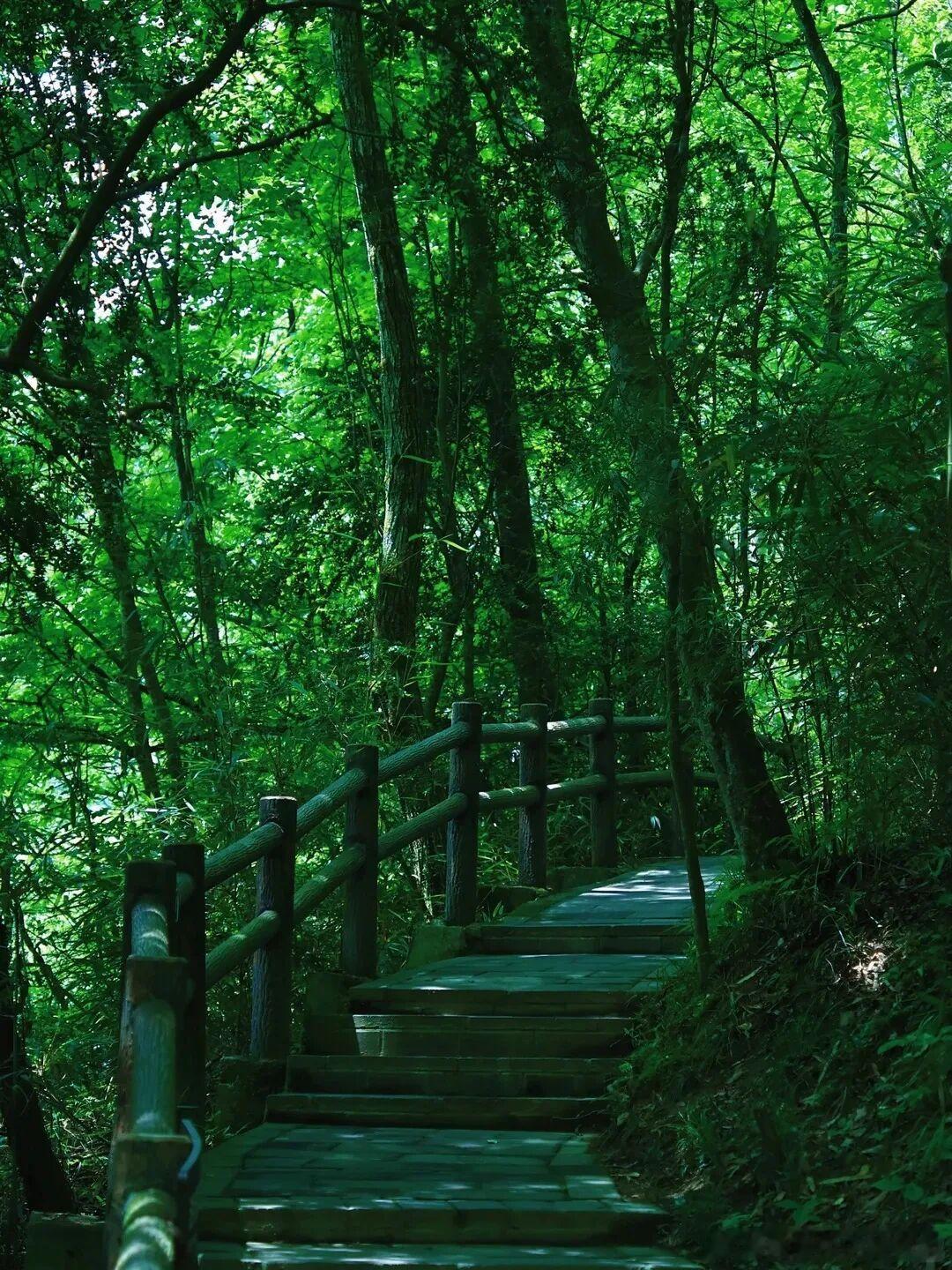 终于到了山里完胜城市的夏天。四川私藏的天然避暑天堂——广元曾家山，年均23