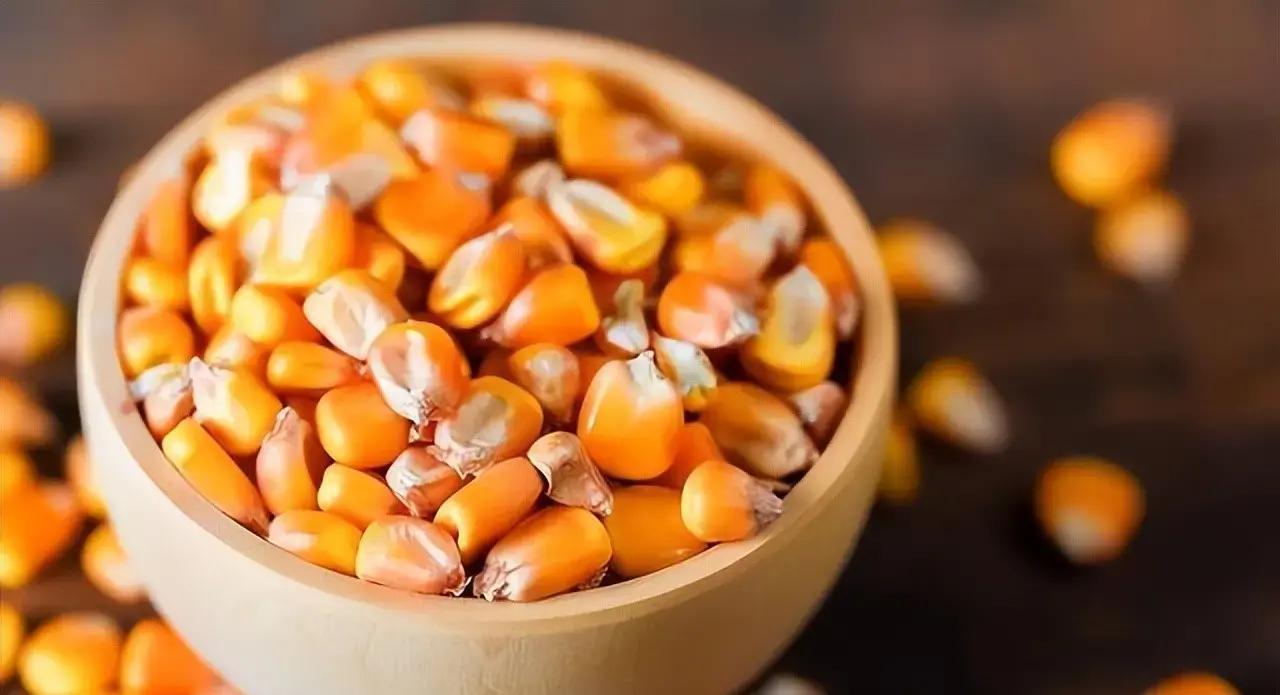 春耕时节，田间地头，玉米出苗为何频频缺苗断垄？数据显示：忽略播种前准备，产量损失