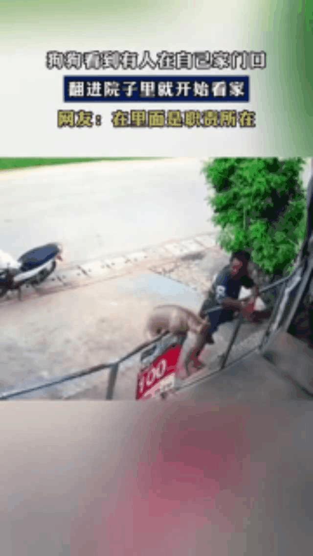 这个狗狗很有原则，分得清哪个地盘是他管，哪个不属于他管。在外咬你属于流浪狗，是要