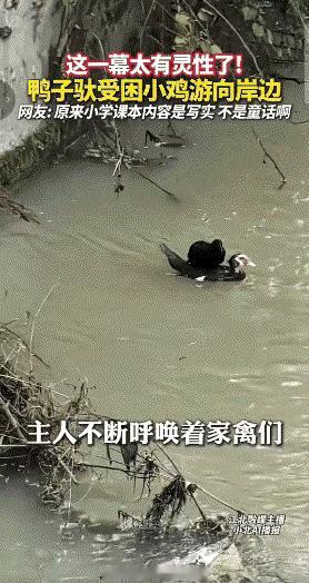 鸡天生怕水、根本没法过河，被困对岸急得动弹不得，主人在岸边干着急。家里的鸭子听懂