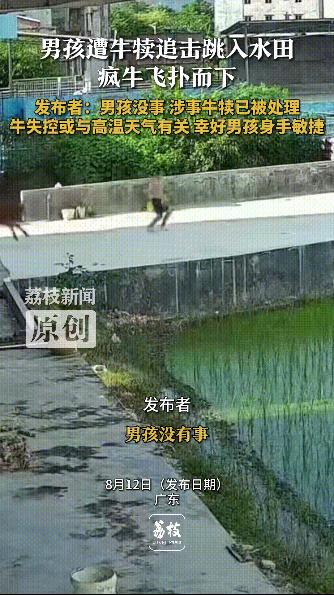 “福大命大！”2025年8月，广东，一牛犊因天气太热，突然失控，追着一小男孩到处