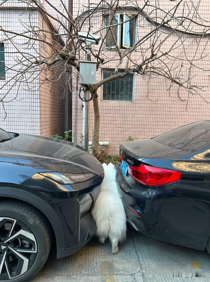 这大概就是看着胖，实际上不胖