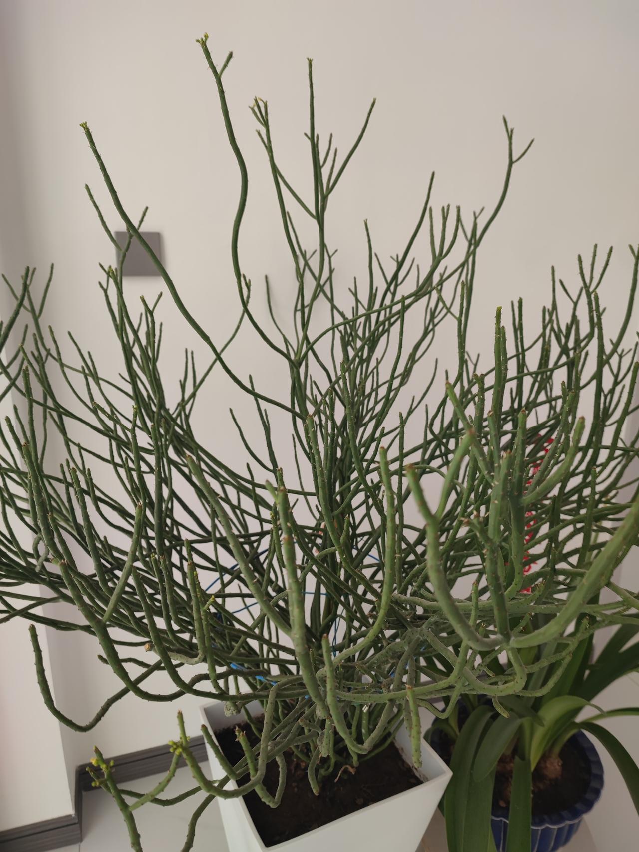 养了好几年的一盆花，别人送的，长的和树枝似的，还挺旺盛，今天顶部长出小花