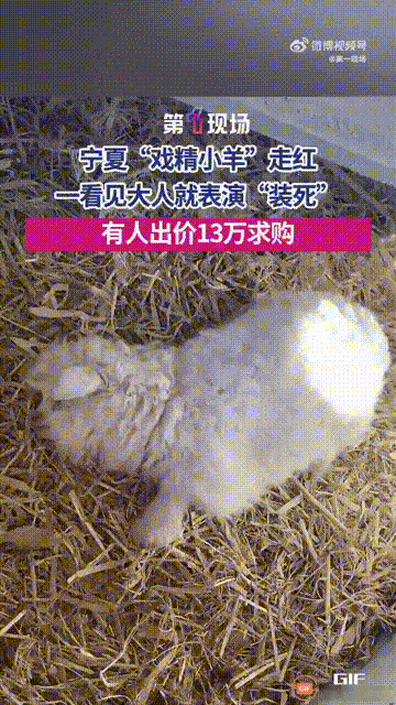 宁夏平罗一名男子养了一只小羊，它只要一看到有人靠近自己，就会立马躺下来“装死”，