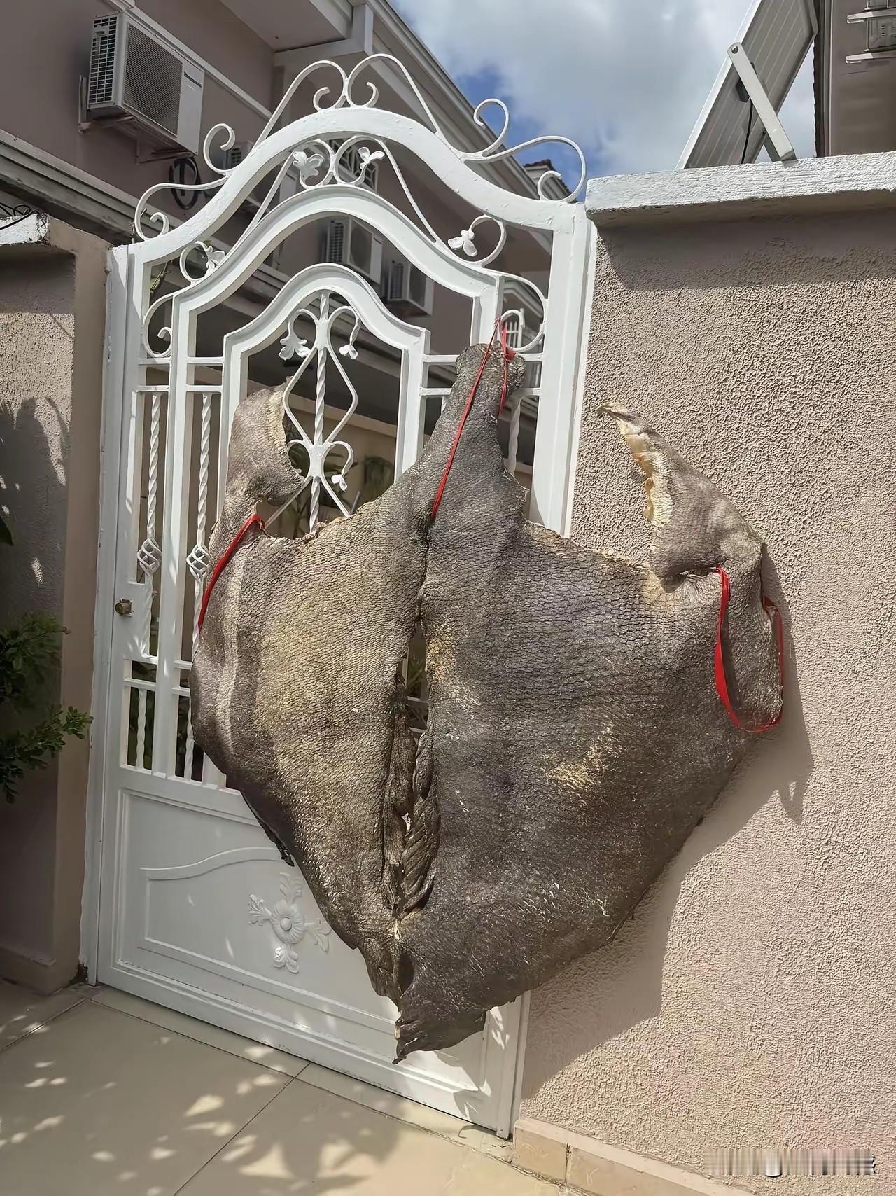 这是什么东西？看起来个头也不小，本来我以为这是一张动物的皮子，但是细看又有点不像