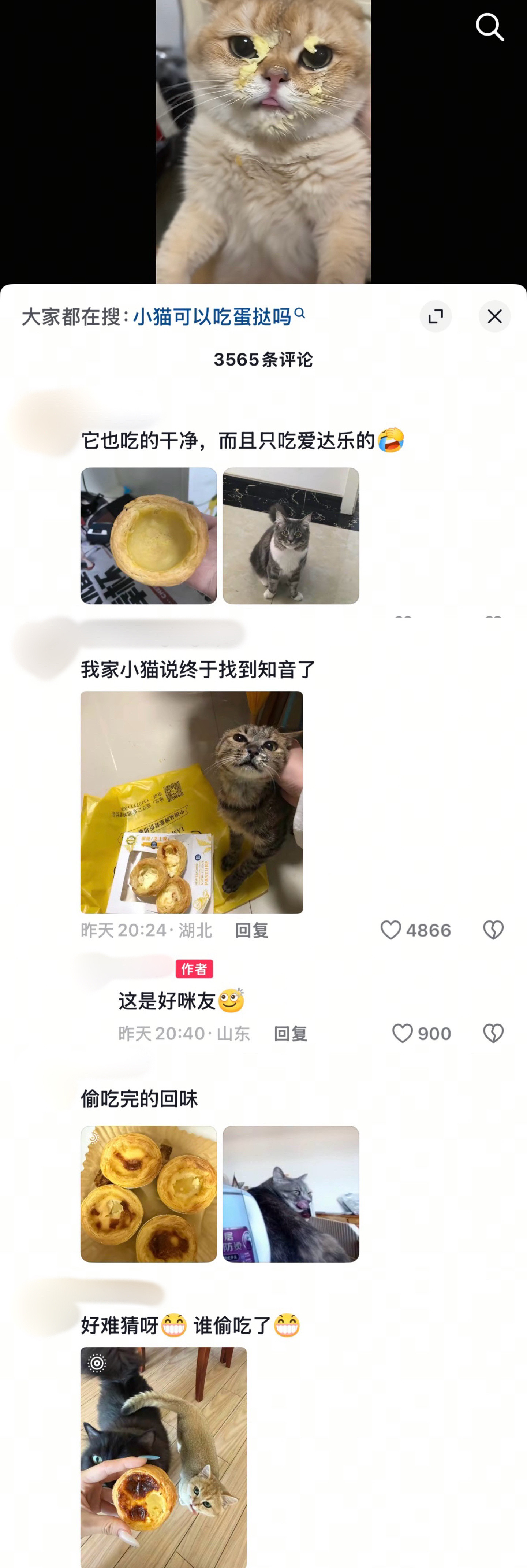 我家小猫说终于找到知音了！