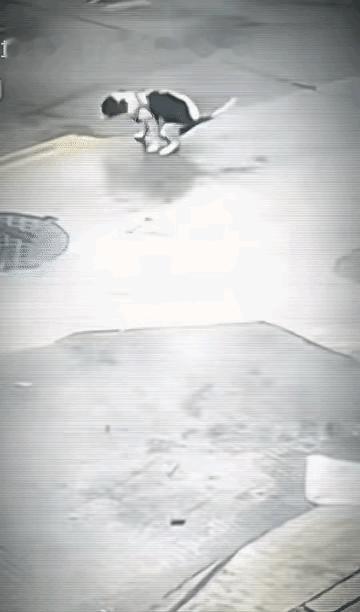 这就是遛狗不栓绳的报应。任由狗子到处乱跑，还在马路中间拉尿，汽车就直接碾过去了！