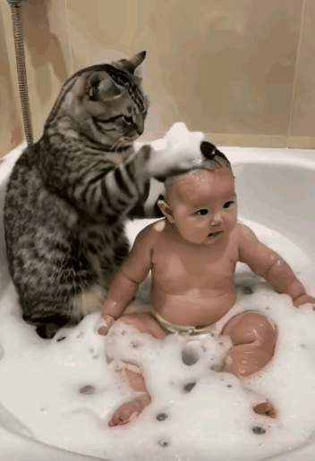 以后宝宝会不会认猫做妈妈？一只可爱的猫咪在给几个月大的宝宝洗头洗澡，那动作可真