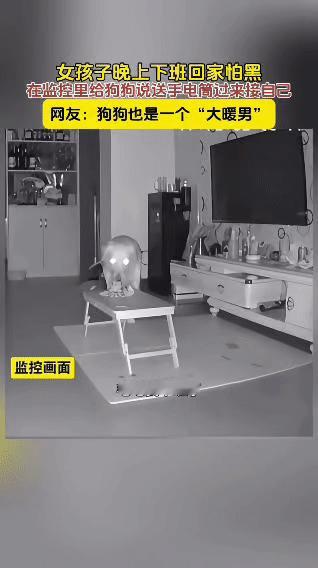 有这样的宠物狗狗，还找啥男朋友…夜晚，女孩下班怕黑，通过家中监控呼唤狗狗毛毛
