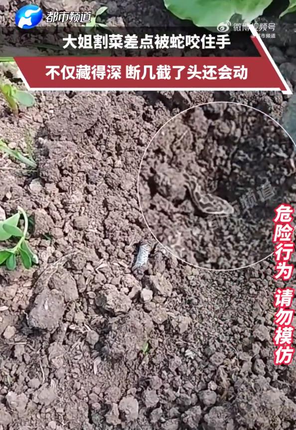 太恐怖了！安徽，一女子在自家菜地割菜，当她伸手拨开菜叶时，发现一条小蛇盘踞其中，