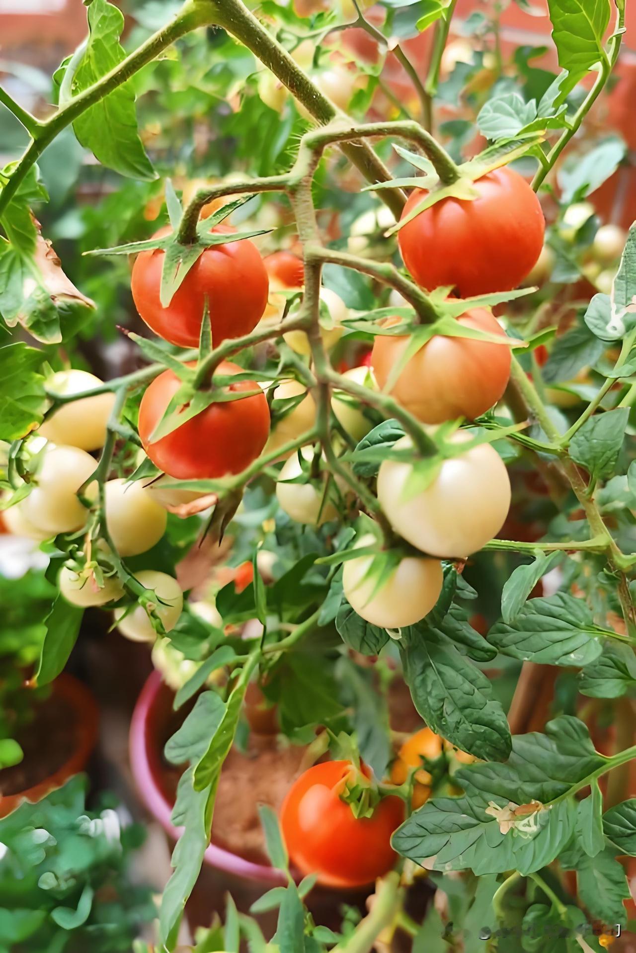 种番茄牢记！这8个时间浇水，番茄减产你别哭种番茄想挂果多，浇水时机一定要选