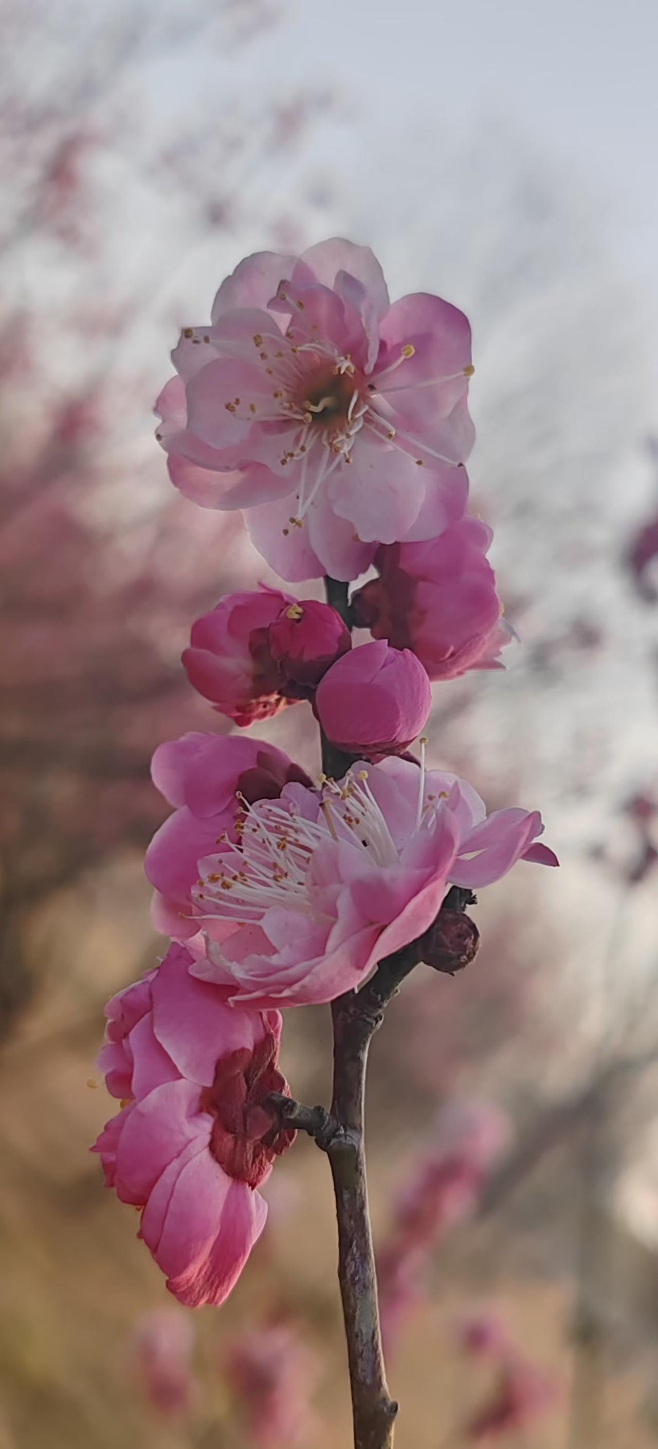 夏侯霸逃亡蜀汉时，邀请征西将军夏侯玄一同逃亡。夏侯玄拒绝，回到洛阳，担任太常。虽