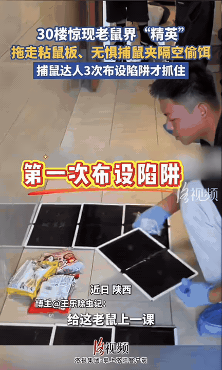 真的大开眼界！男子家住30层高楼，本来觉得住高层，压根不可能有老鼠，结果装修完入