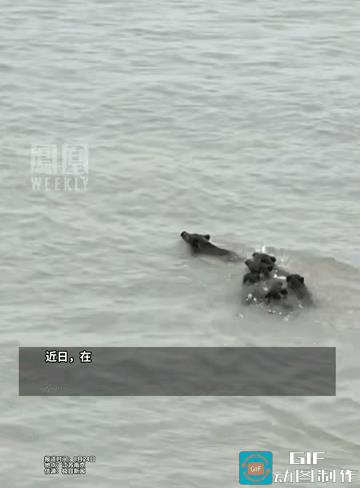野猪一家之主在最前面，拖家带口，横渡长江，去到江对面奔赴新生活。南京一男子的无