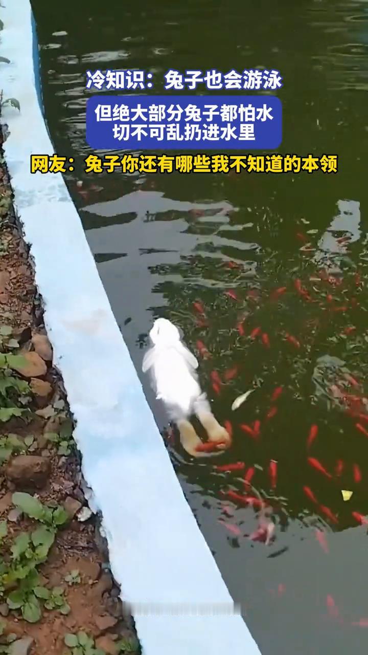 冷知识：兔子也会游泳，但绝大部分兔子都怕水，切不可乱扔进水里。网友：兔子你还有