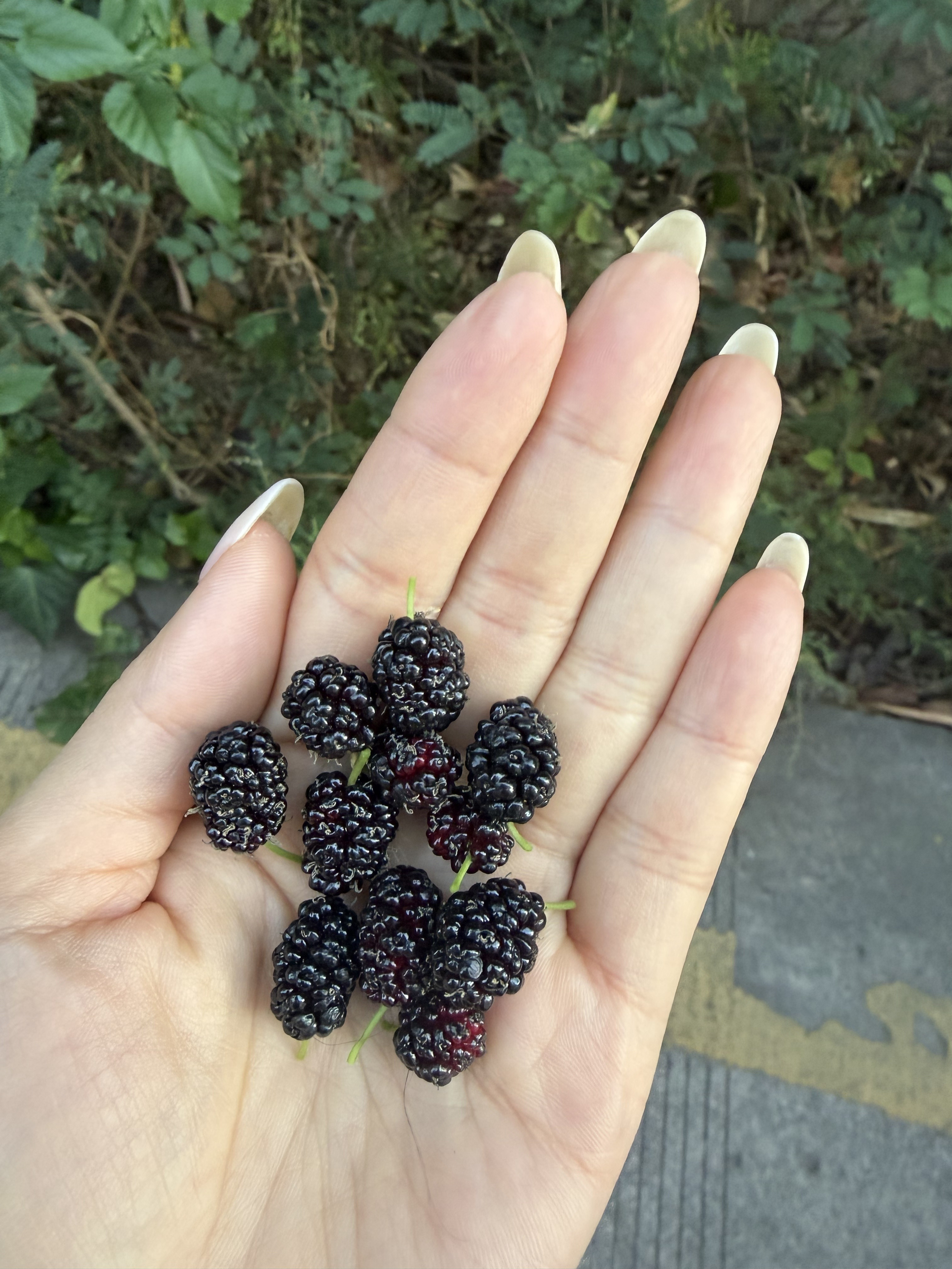 机嫂在小区绿化带摘的桑葚，牛不牛