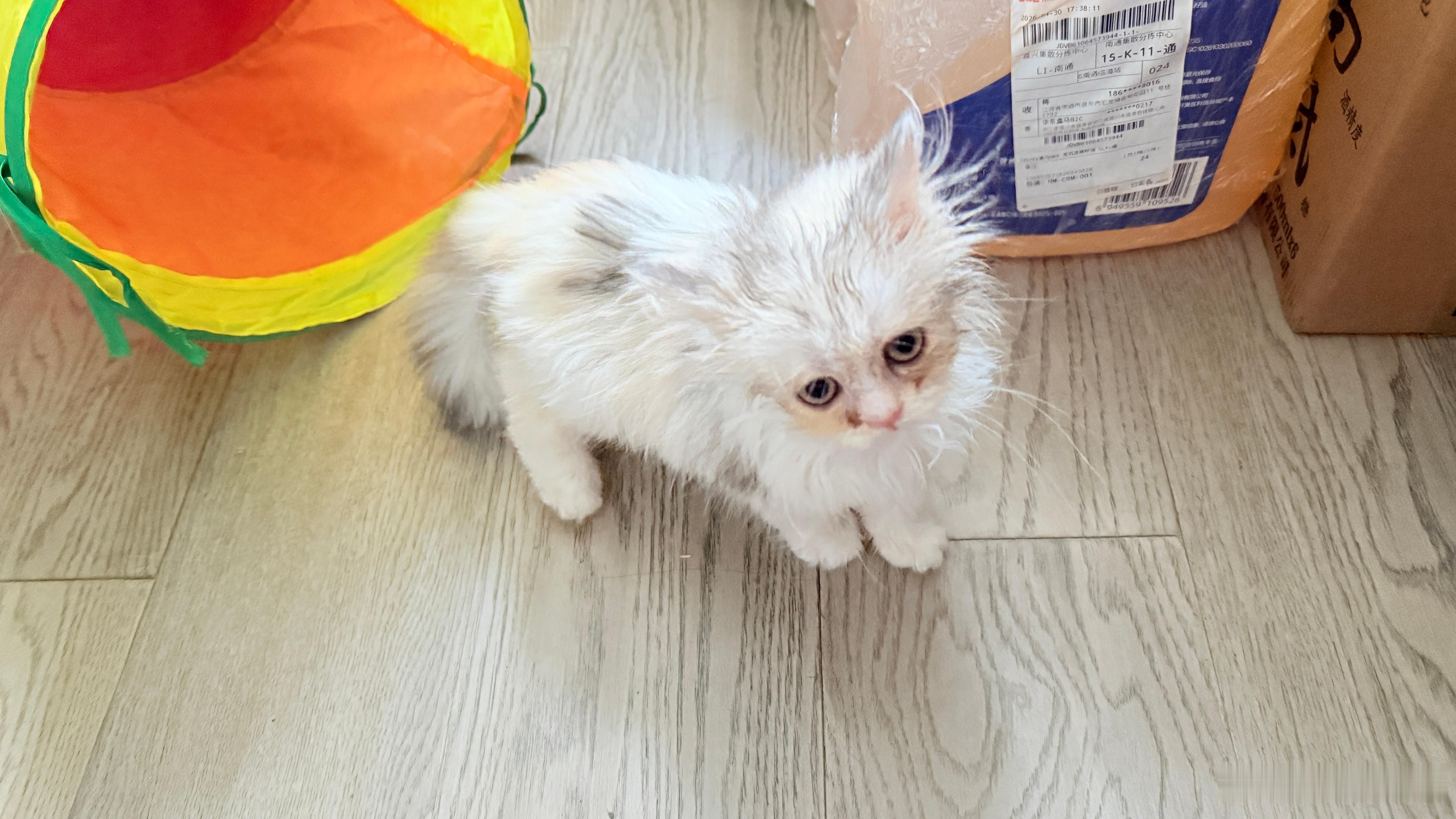 我表妹捡的小猫她舍不得给我