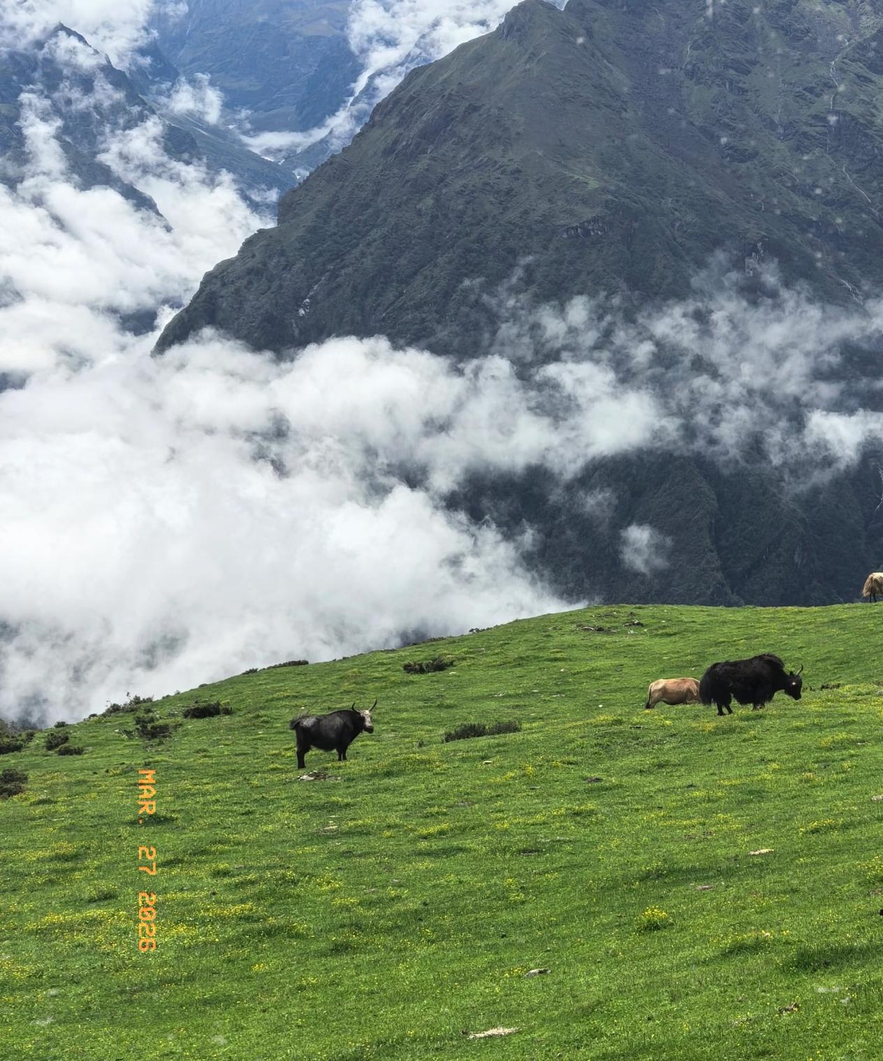 嫁给三兄弟之后，这位藏区姑娘终于撑不住了：你们根本不知道，我每个晚上是怎么熬过来