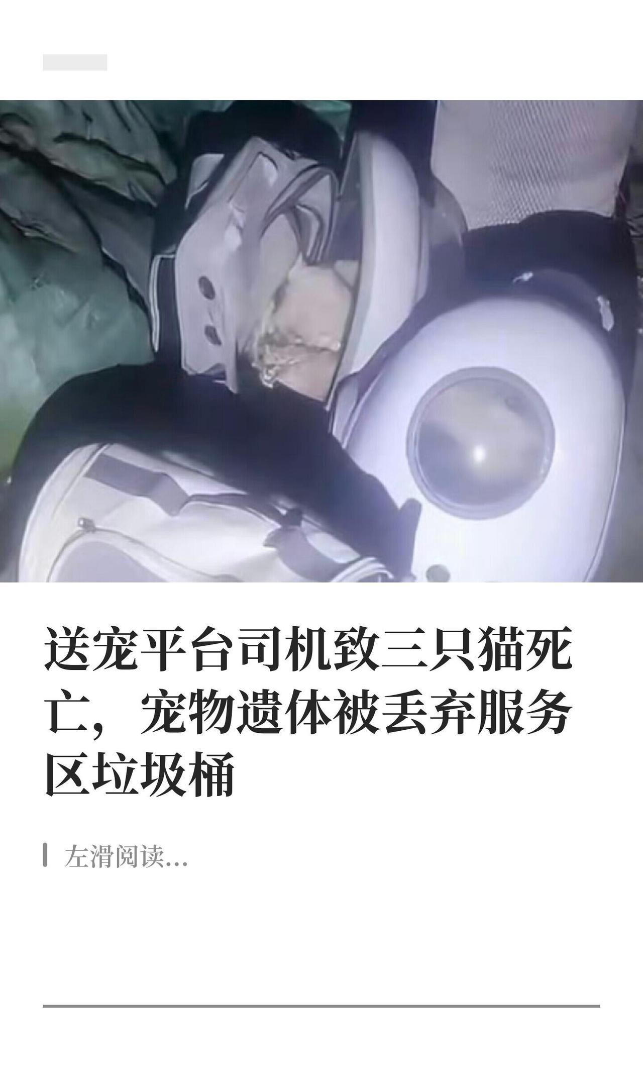 东莞卢女士三月送养的三只猫，让领养人七月十号走哈啰顺风车从东莞发广西，结果全死半