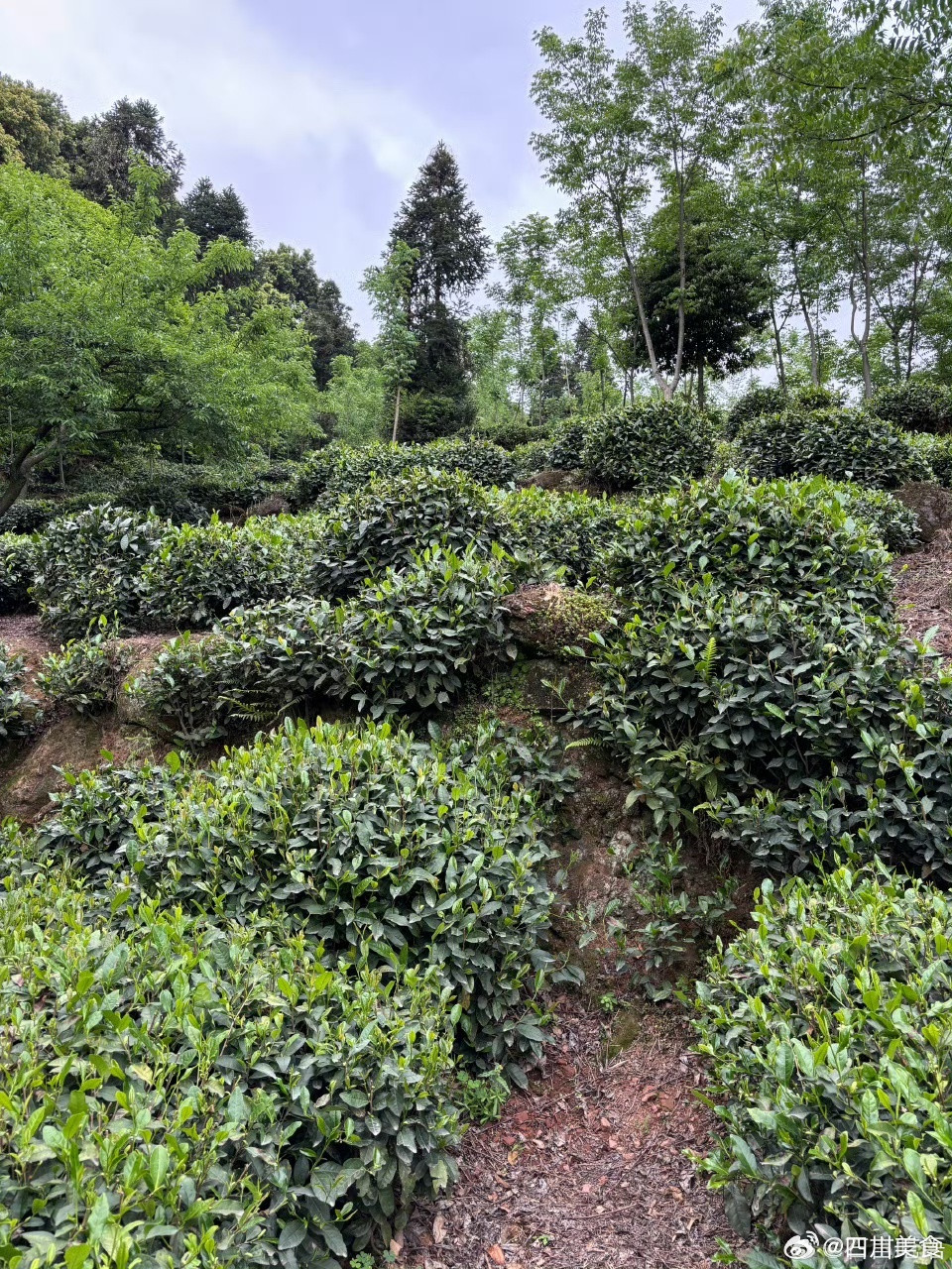 味浓劲大的清代花楸贡茶，这个价格买到全程纯手工搓的甘露绿茶绝对划算。火候和揉捻力