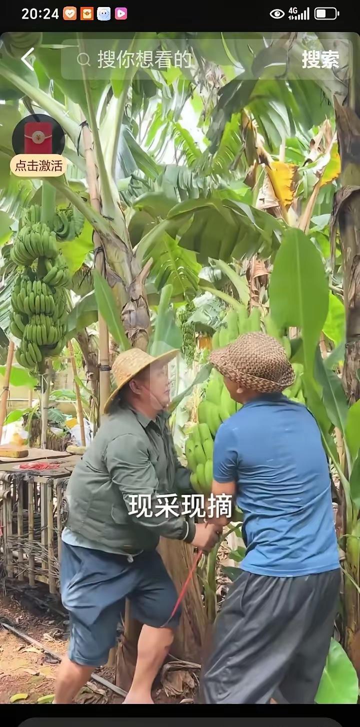 全红婵的父母，也太不容易了！原来种果园不仅风险大、还那么累人！一串项链大约八
