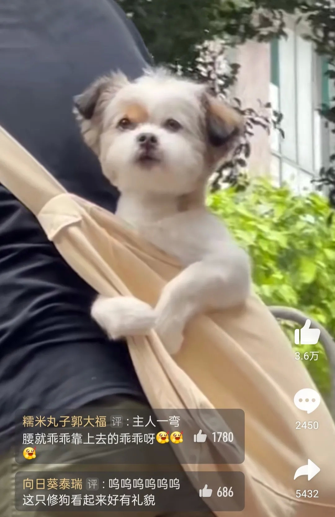 太可爱了，小狗居然知道抱紧布袋。