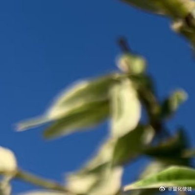 球兰养护方法：1．选择合适的花盆：球兰根系长满花盆后才会开花，因此选择较小的花盆