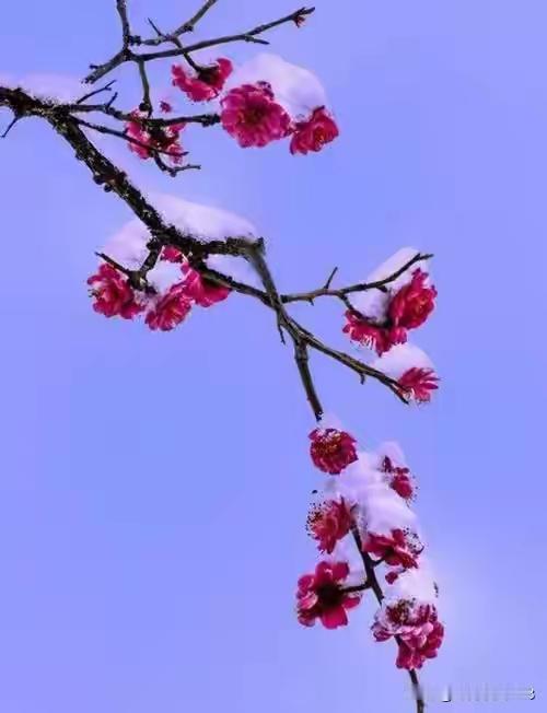 终于感冒了！前二天孙女感冒去给她看医生，二天后我也咽痛，咳嗽，流鼻涕，晚上鼻塞睡