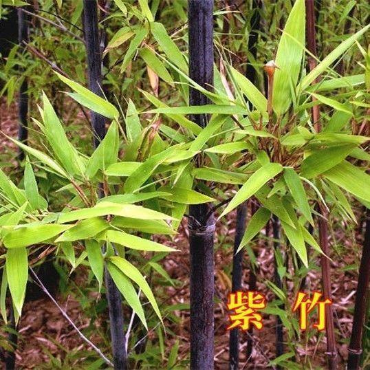 竹子穿透路灯成奇景，安全警钟怎能不敲响？近日，浙江绍兴新昌县一竹子穿透路灯生长