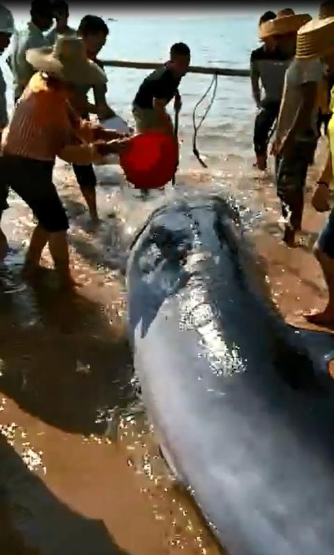 官方重磅回应！湛江海滩发现疑似儒艮尸体，鉴定结果一出全网沉默湛江海滩惊现“