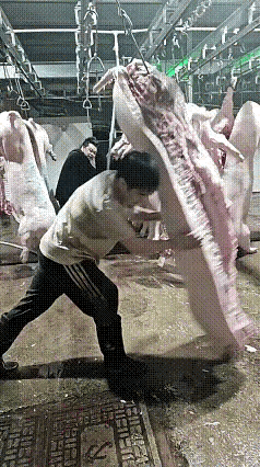 不懂就问，这猪挺肥的。