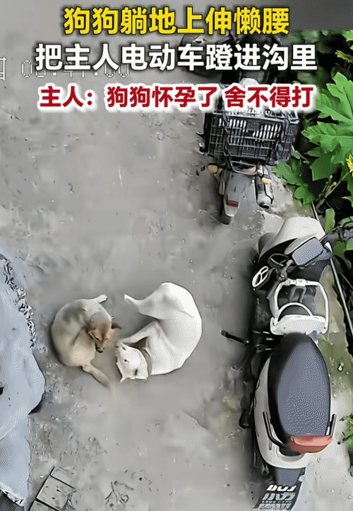 “笑不活了！”贵州黔西南，怀孕狗狗躺地上伸懒腰。突然，它把主人的电动车蹬进沟里。
