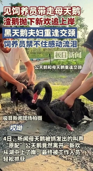 相爱了十多年的黑天鹅，公天鹅却背叛了母天鹅，天天和新欢出去游玩