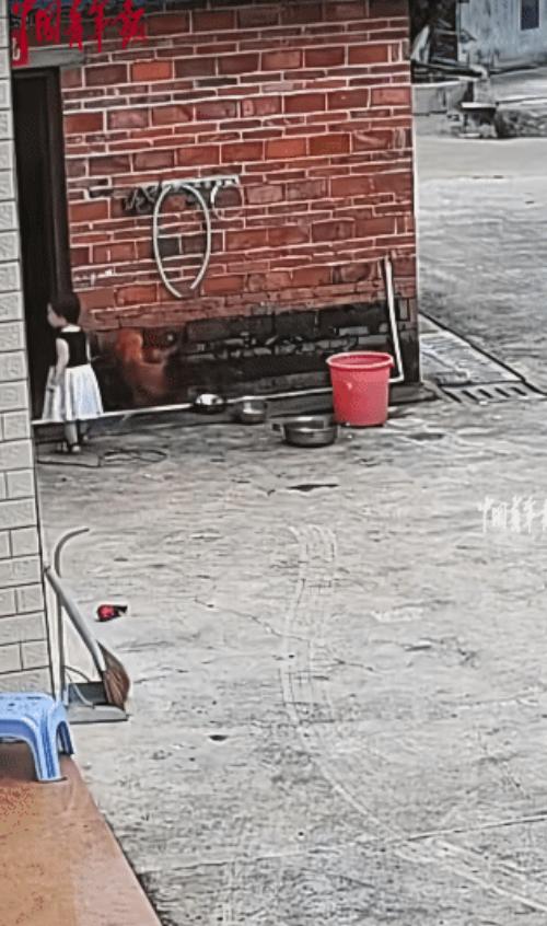 “惹谁不好，非得惹小祖宗！”广西贵港，小女孩在屋外玩耍，公鸡突然上去追小女孩，导
