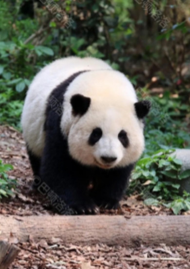 四川曾有老虎，为什么没吃大熊猫？其实，老虎就算“饿疯了”，也不会将大熊猫当作美餐