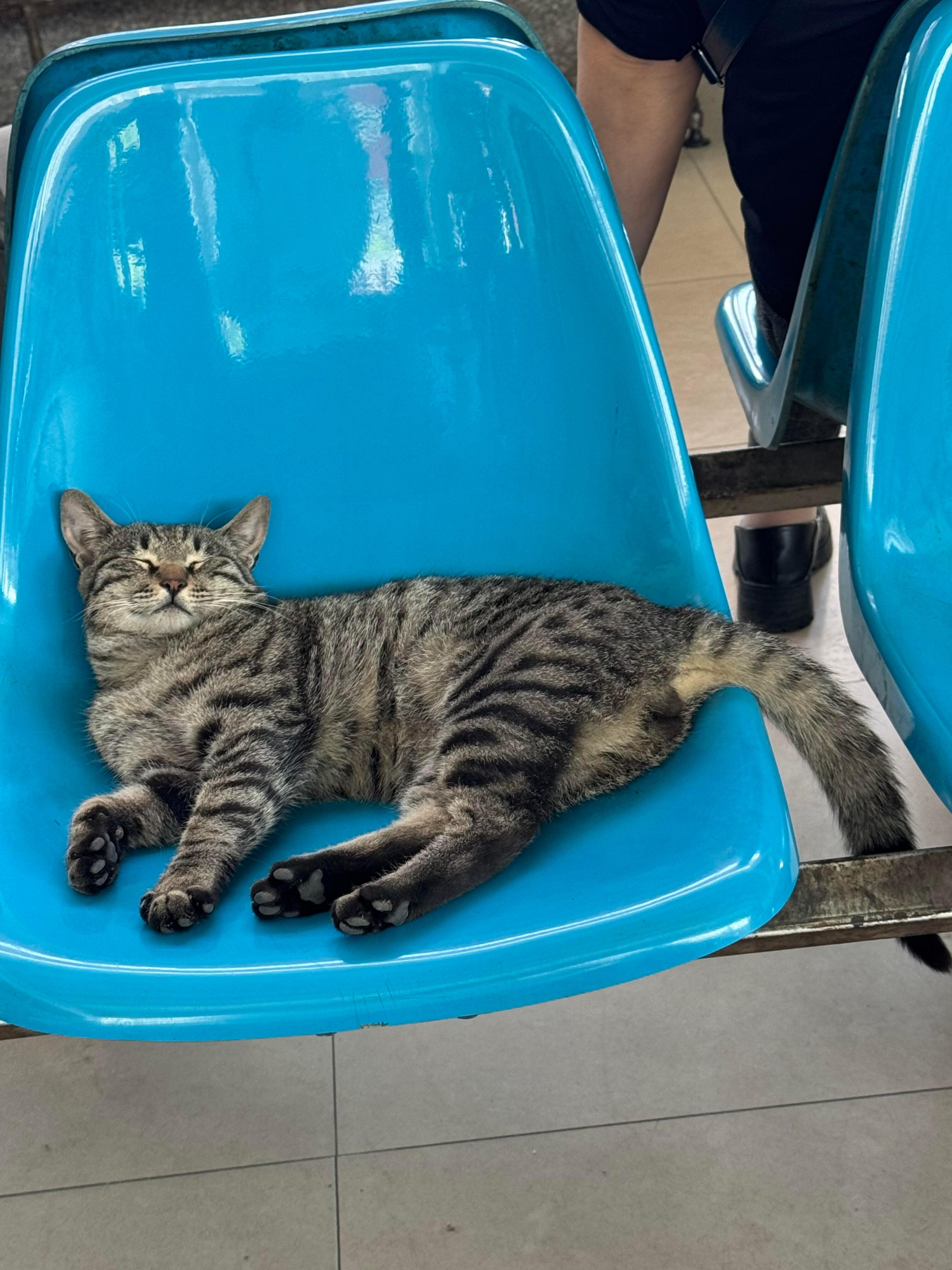 汽车客运站的猫猫​​​