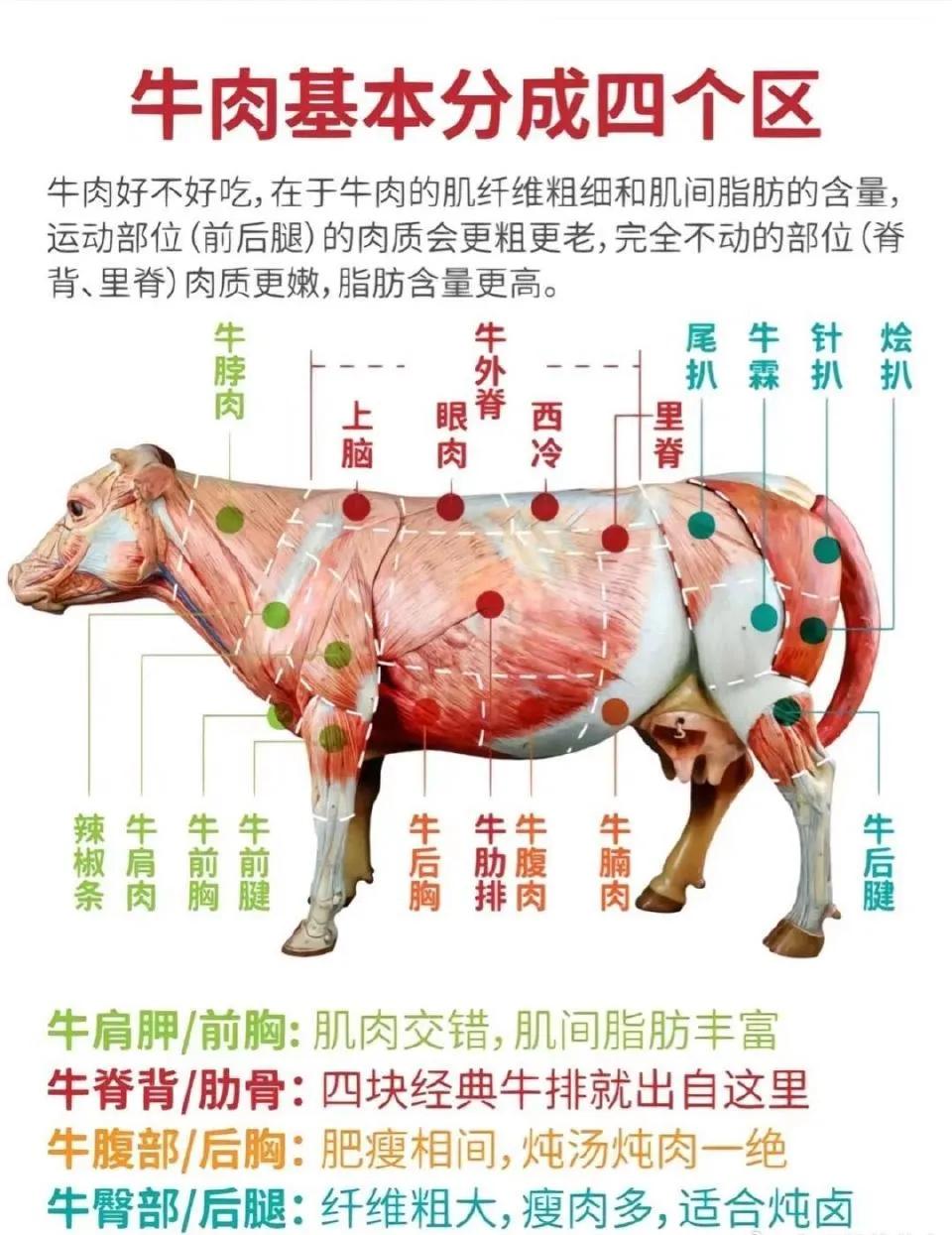 涨知识了，原来牛肉还分这么多种😯